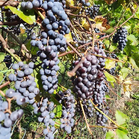 Apartment Sielanka Olecko